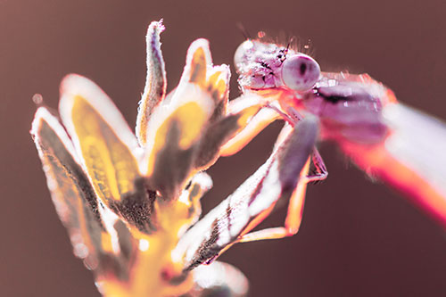 Joyful Damselfly Enjoys Sunshine Atop Plant (Pink Tint)
