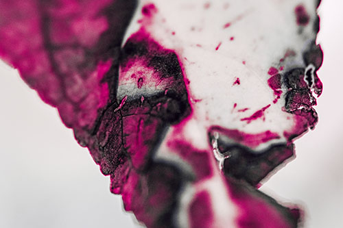 Joyful Rotting Leaf Face Enjoying Autumn (Pink Tint)