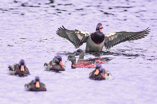 Jump Scaring Wing Flapping Mallard Duck Quacking Atop Lake (Pink Tint)