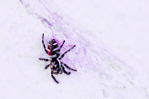 Jumping Spider Crawling Down Wood Surface (Pink Tint Photo)