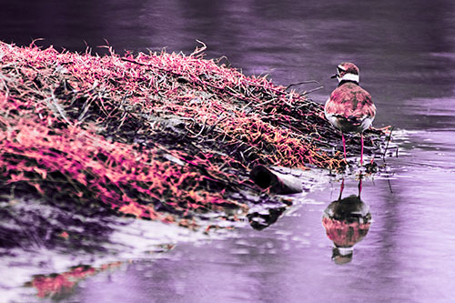 Killdeer Bird Standing Along River Shoreline (Pink Tint Photo)