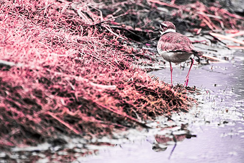 Killdeer Bird Turning Corner Around River Shoreline (Pink Tint Photo)