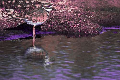 Killdeer Standing Along River Shoreline (Pink Tint Photo)