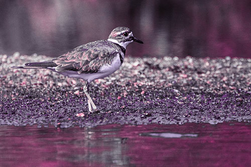 Killdeer Wanders Along Rocky River Shoreline (Pink Tint)