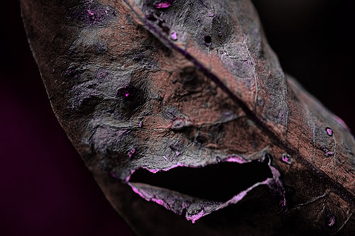 Lacerated Mouth Leaf Face Smirking Among Decay (Pink Tint)