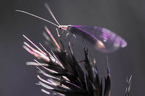 Lacewing Standing Atop Plant Blades (Pink Tint Photo)