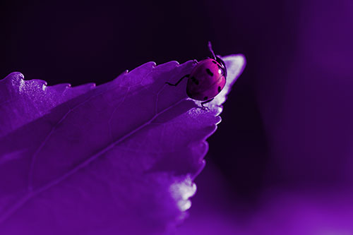 Ladybug Crawling To Top Of Leaf (Pink Tint Photo)