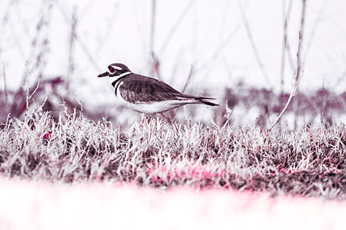 Large Eyed Killdeer Bird Running Along Grass (Pink Tint Photo)