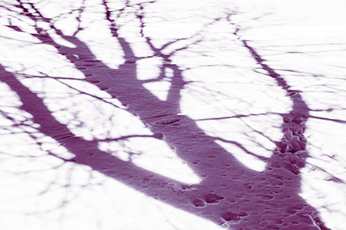 Large Jagged Tree Shadow Across Snow (Pink Tint Photo)