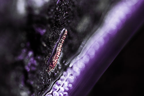 Larva Slithering Along Wet Shore Rock (Pink Tint Photo)