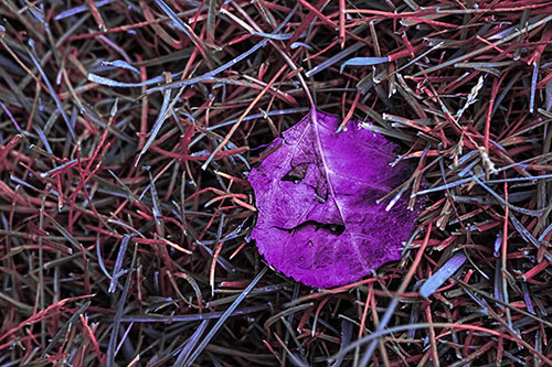 Leaf Face Smirking Among Wet Grass (Pink Tint)