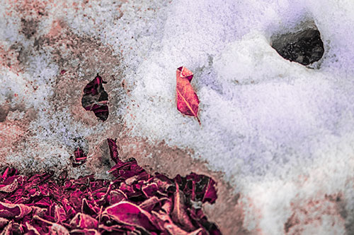 Leaf Nosed Snow Face Melting Among Sunlight (Pink Tint Photo)