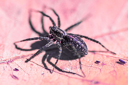 Leaf Perched Wolf Spider Stands Among Water Springtail Poduras (Pink Tint Photo)