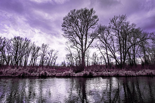 Leafless Trees Cast Reflections Along River Water (Pink Tint Photo)