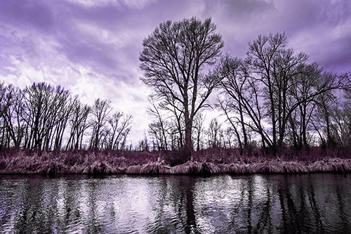 Leafless Trees Cast Reflections Along River Water (Pink Tint)