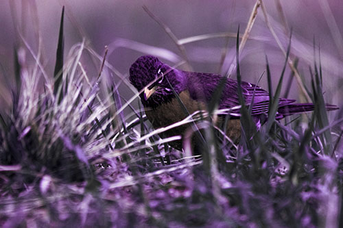 Leaning American Robin Spots Intruder Among Grass (Pink Tint Photo)