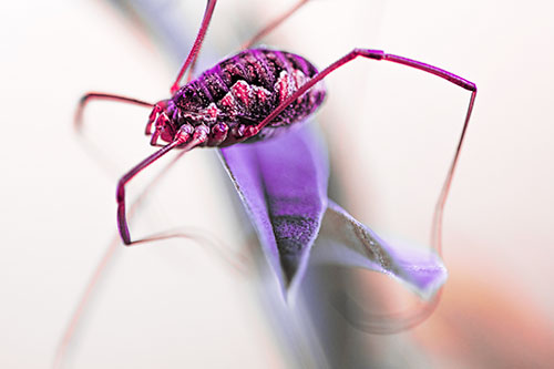 Leg Dangling Harvestmen Spider Sits Atop Leaf Petal (Pink Tint Photo)