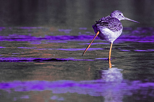 Leg Kicking Greater Yellowlegs Splashing Droplets (Pink Tint Photo)