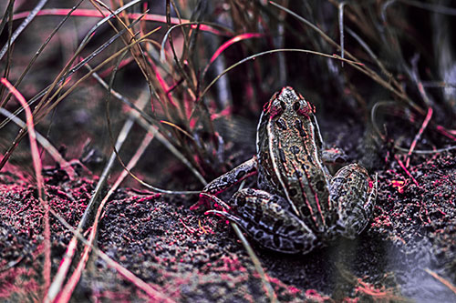 Leopard Frog Sitting Among Twisting Grass (Pink Tint Photo)