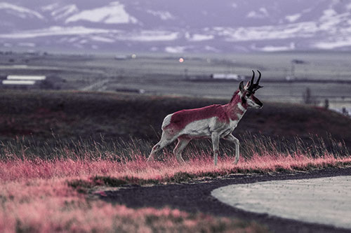 Lone Pronghorn Wanders Up Grassy Hillside (Pink Tint Photo)