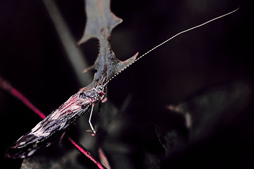 Long Antenna Leaf Blotch Miner Moth Sitting Atop Plant (Pink Tint Photo)
