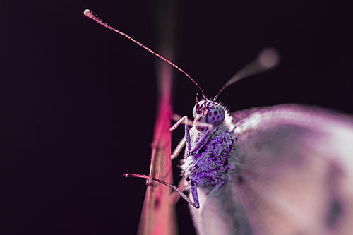 Long Antenna Wood White Butterfly Grasping Grass Blade (Pink Tint Photo)