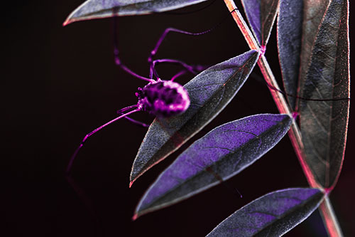 Long Legged Harvestmen Spider Clinging Onto Leaf Petal (Pink Tint Photo)