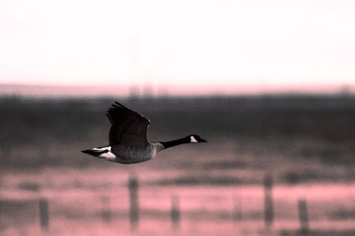 Low Flying Canadian Goose (Pink Tint Photo)