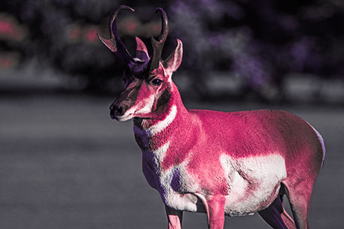 Male Pronghorn Keeping Watch Over Herd (Pink Tint Photo)