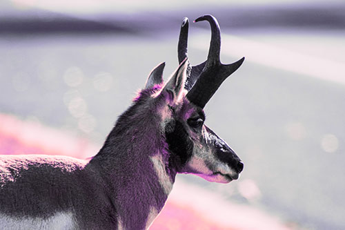 Male Pronghorn Looking Across Roadway (Pink Tint Photo)