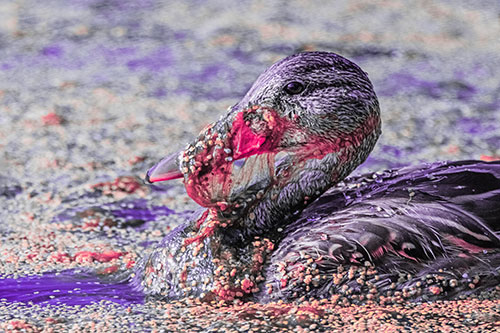 Mallard Duck Entangled In Algae (Pink Tint)
