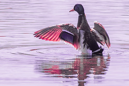 Mallard Duck Flaps Illuminated Wings Among Lake (Pink Tint)