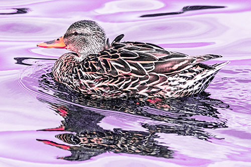 Mallard Duck Floats Among Swirling Water (Pink Tint)