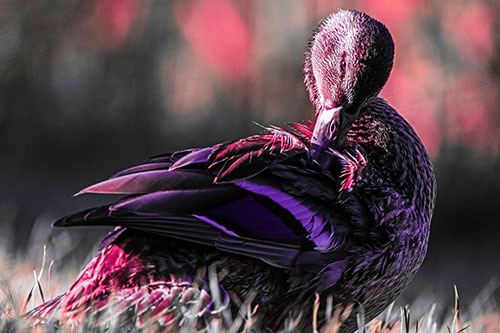 Mallard Duck Grooming Feathered Back (Pink Tint Photo)
