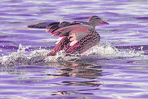 Mallard Duck Makes Splash Landing Atop Lake (Pink Tint)