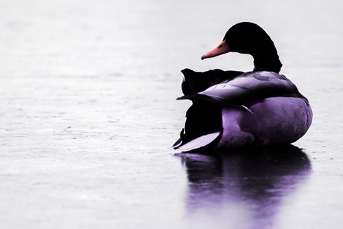 Mallard Duck Resting Atop Ice Frozen Lake (Pink Tint Photo)