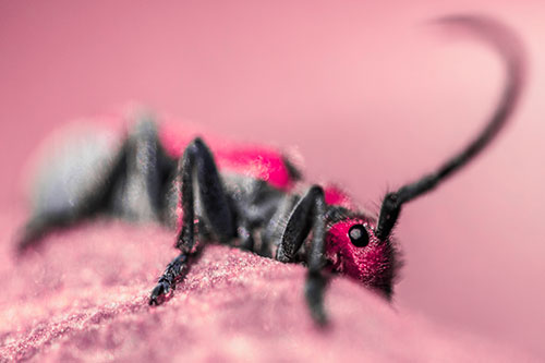 Milkweed Beetle Hiding Behind Leaf Petal (Pink Tint)