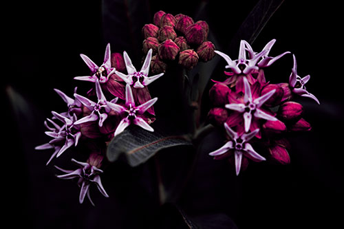 Milkweed Flower Buds Blossoming (Pink Tint Photo)