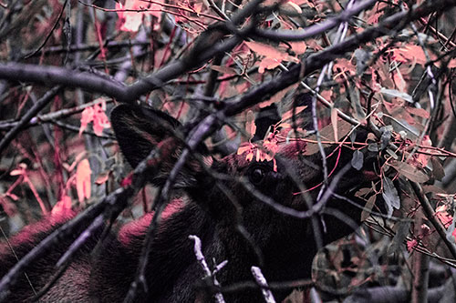Moose Chewing Leaves Off Tree Branch (Pink Tint Photo)