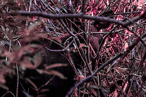 Moose Hidden Behind Tree Branches (Pink Tint Photo)