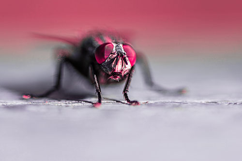 Morbid Open Mouthed Cluster Fly (Pink Tint Photo)