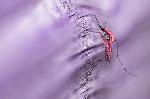 Mosquito Stretches Leg Among Wood (Pink Tint)