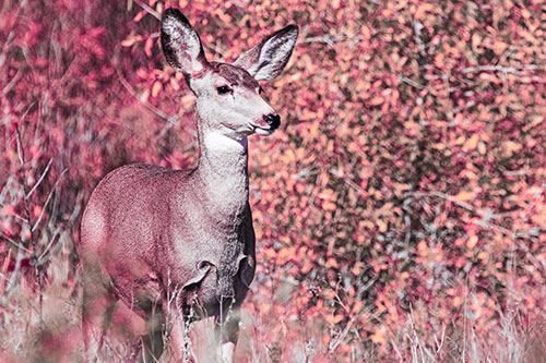 Mule Deer Gazes Across Landscape Horizon (Pink Tint)