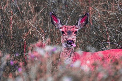 Mule Deer Sticking Tongue Out Sideways (Pink Tint)