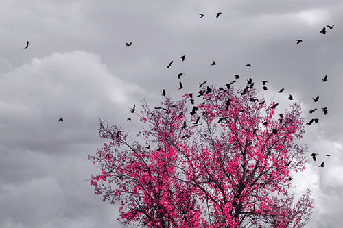 Murder Of Crows Swarm Autumn Tree (Pink Tint)