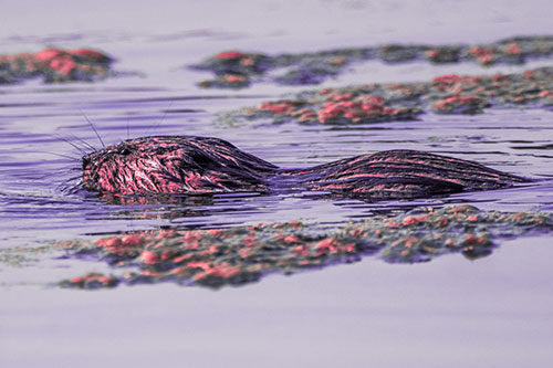 Muskrat Swimming Among Floating Algae (Pink Tint)