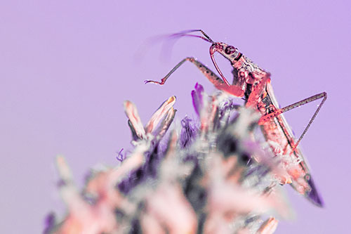 Nabis Lineatus Crawling Atop Plantago (Pink Tint)
