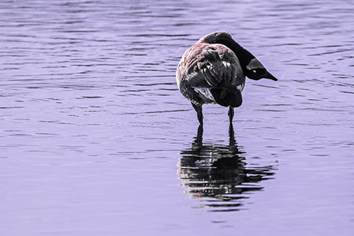 Neck Contorting Canadian Goose Grooming Among Shallow Water (Pink Tint)