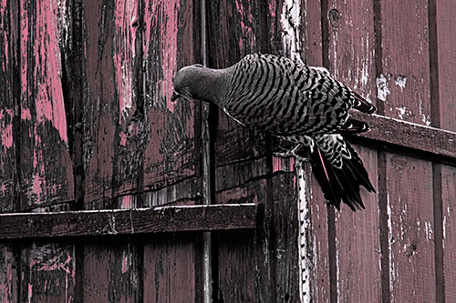 Northern Flicker Woodpecker Climbing Across Birdhouse (Pink Tint Photo)