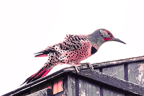 Northern Flicker Woodpecker Crouching Atop Birdhouse (Pink Tint)